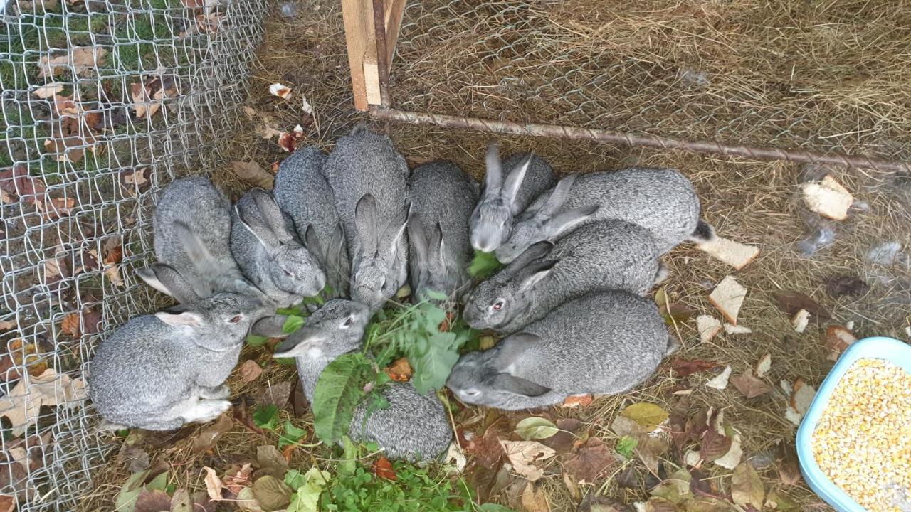 Pensiunea Agroturistica Cerna, Vaideeni, Valcea Extérieur photo